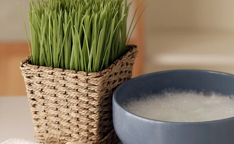 Holistic Coaching Consultation